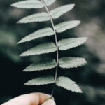 አርታዒ እና የድህረ ገጹ አስተዳዳሪ